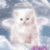 Angel kitty 001